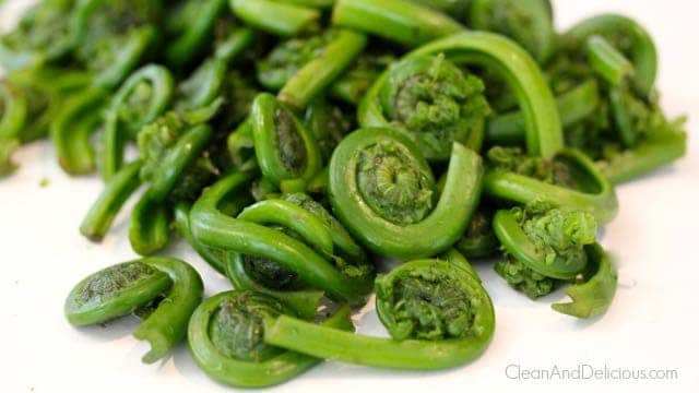 Fiddlehead Ferns 101