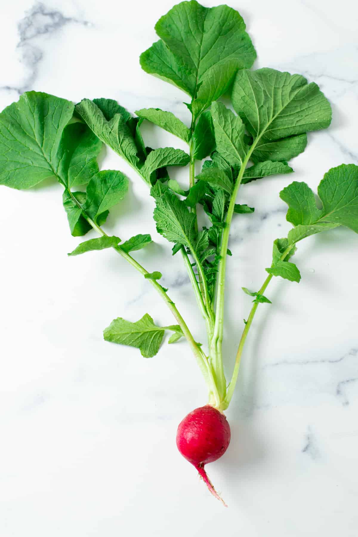 beautiful radish with greens attached